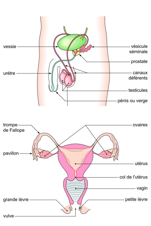 ou se fait la rencontre des cellules reproductrices humaines