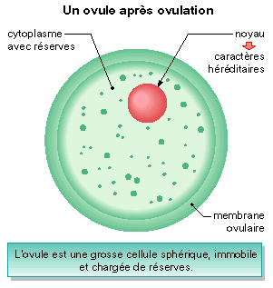 Rencontre spermatozoide avec ovule