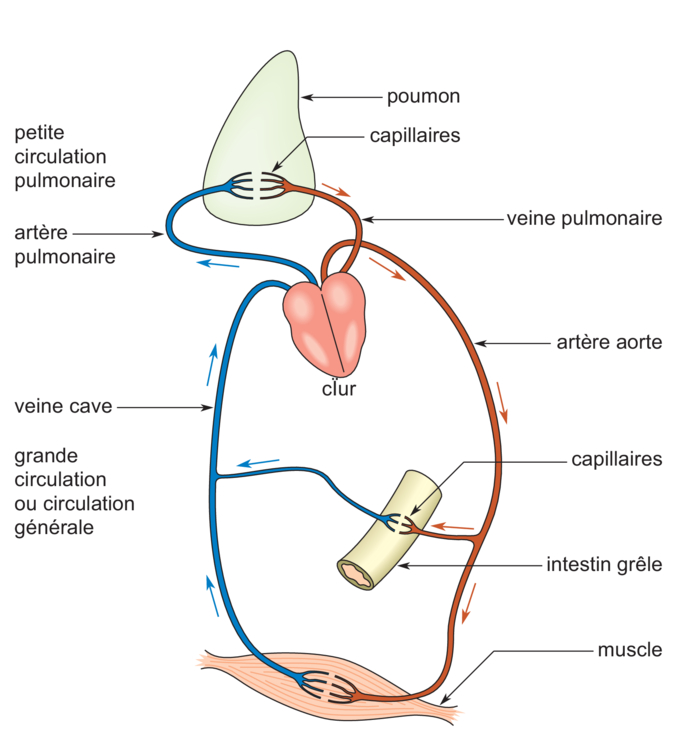 Image 5scs0103 Les Vaisseaux Sanguins Et La Circulation Sanguine