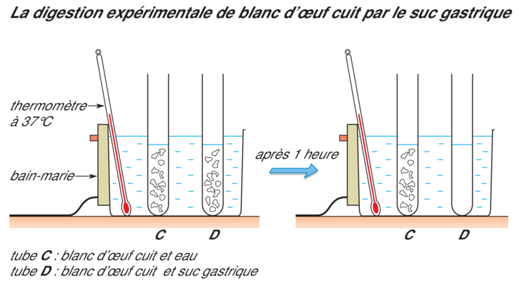 Importance des enzymes dans la digestion des glucides