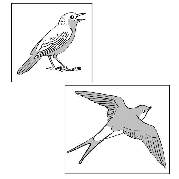 Fiche maternelle hirondelle