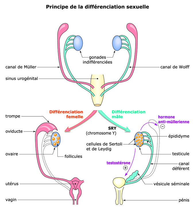 Image Tt203i02 Le Principe De La Différenciation Sexuelle Base 2621
