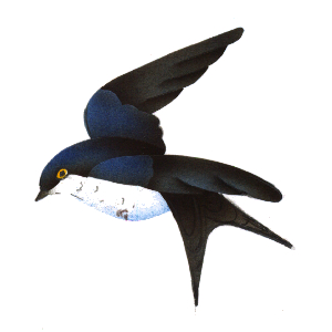 Fiche maternelle hirondelle