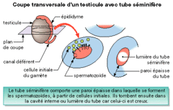Appareils reproducteurs et production des gamètes - illustration 4