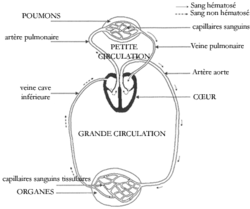 Organisation et histologie de l'appareil respiratoire - illustration 2