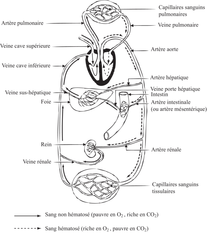 Fiche De Révision Biologie St2s Première Image t_bhrde11ci01 - Anatomie de l'appareil cardiovasculaire et