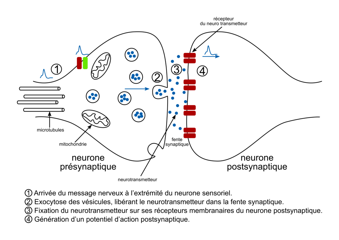 PDF Les nerfs sont formés d axones de neurones moteur et de neurones