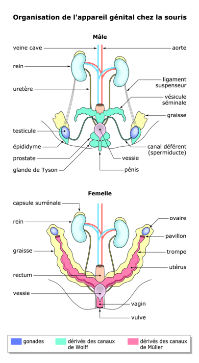 Image Tt203i03 Du Sexe Génétique Au Sexe Phénotypique Réviser Le Cours Svt Terminale S 