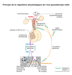 R Gulation De La Fonction Reproductrice R Viser Le Cours Biologie