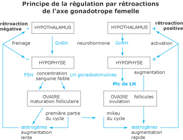 Régulation de la fonction reproductrice - illustration 3