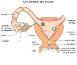 temps spermatozoide rencontre ovule