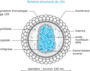 Le sida, une maladie du système immunitaire - illustration 1