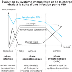 Le sida, une maladie du système immunitaire - illustration 3
