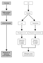 fonctionnel appareil genital masculin