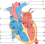 Fonctionnement du coeur cycle 3