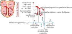 Fonctionnement du coeur et régulation de l'activité cardiaque - illustration 4