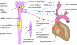 Fonctionnement du coeur et régulation de l'activité cardiaque - illustration 6