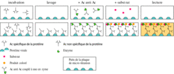 SIDA : un exemple de dysfonctionnement de l'immunité acquise - illustration 5