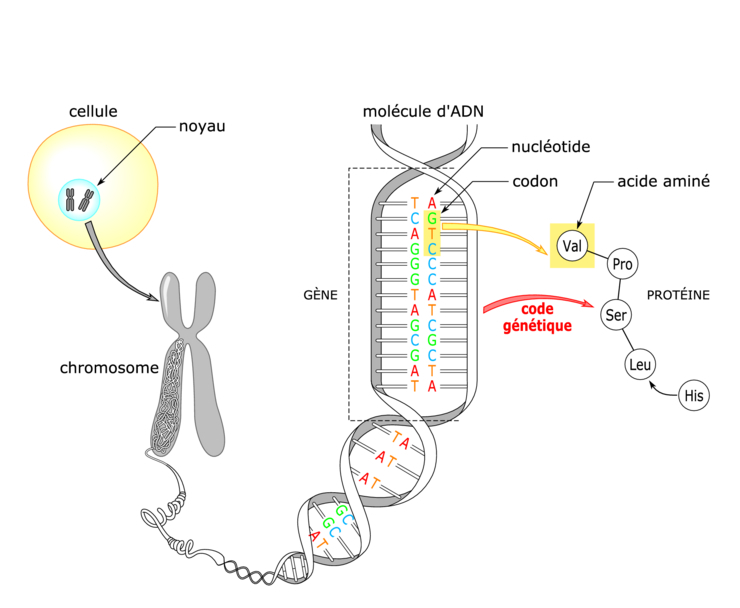 Image Tst2sbio08i02 Le Chromosome Au Cours Du Cycle Cellulaire