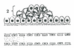 Étape B