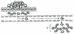 Étape C