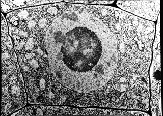 Une structure complexe : la cellule vivante - illustration 5