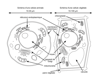 La membrane plasmique : limite entre le milieu intracellulaire et le milieu extracellulaire