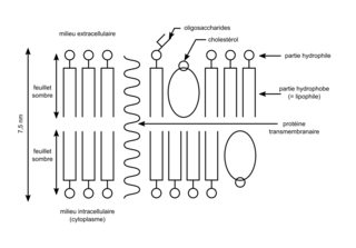 Une structure complexe : la cellule vivante - illustration 7
