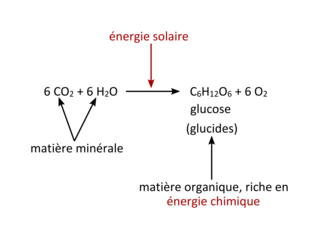 Une conversion biologique de l'énergie solaire : la photosynthèse - illustration 1