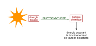 Une conversion biologique de l'énergie solaire : la photosynthèse - illustration 4