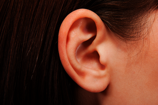 Photographie d'une oreille humaine (morphologie externe)