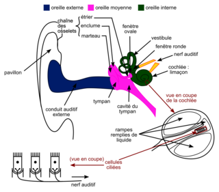 Structure et fonctionnement de l'oreille