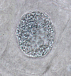 La division cellulaire chez les eucaryotes - illustration 2