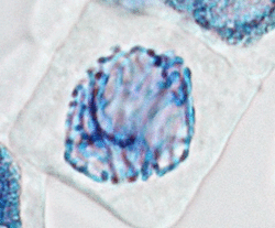 La division cellulaire chez les eucaryotes - illustration 3