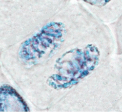 La division cellulaire chez les eucaryotes - illustration 6