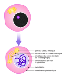 La division cellulaire chez les eucaryotes - illustration 7