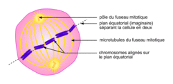 La division cellulaire chez les eucaryotes - illustration 8