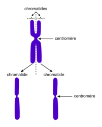 La division cellulaire chez les eucaryotes - illustration 9
