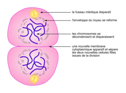 La division cellulaire chez les eucaryotes - illustration 11