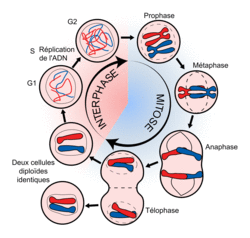 La division cellulaire chez les eucaryotes - illustration 14