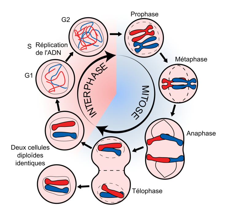 Diagramme Du Cycle De La Mitose 984x575 Diagramme Du Cycle De La Mitose 984x575