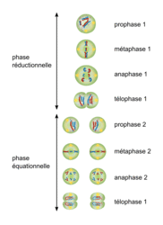 La division cellulaire chez les eucaryotes - illustration 15
