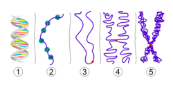 La réplication de l'ADN - illustration 6