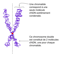 La réplication de l'ADN - illustration 7