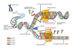 La réplication de l'ADN - illustration 10