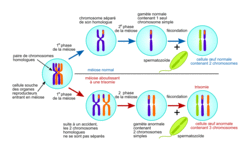 Mutations de l'ADN et variabilité génétique, l'histoire humaine lue dans son génome - illustration 2