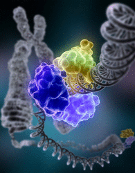 Mutations de l'ADN et variabilité génétique, l'histoire humaine lue dans son génome - illustration 3