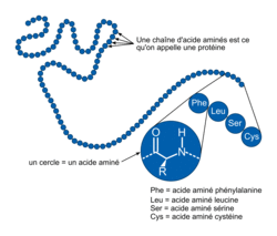 Macromolécules, protéines, enzymes, acides nucléiques - illustration 12