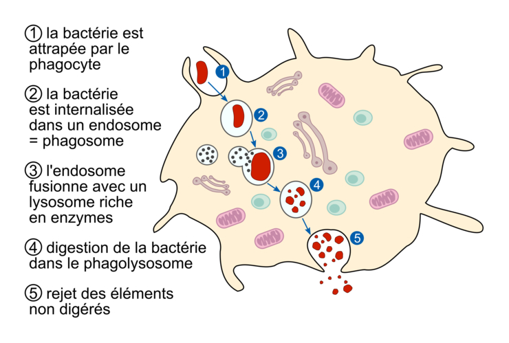 exemple de phagocytose