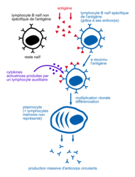 L'immunité adaptative et son utilisation en santé humaine - illustration 2